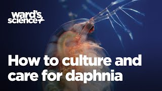 Caring and Culturing for Daphnia [upl. by Aronael]