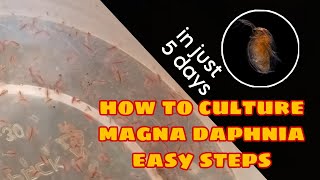 How to Culture Magna Daphnia Easily [upl. by Mcclees]