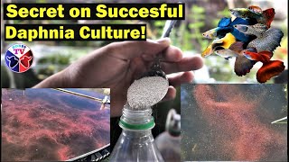 How to Culture Daphnia Successfully [upl. by Tuorah286]