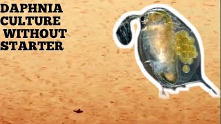 HOW TO CULTURE DAPHNIA NATURALLY WITHOUT A STARTER [upl. by Butterworth85]