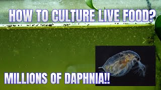 How to Culture Daphnia Secret Method to Breed MILLIONS  Simply Aquatic [upl. by Primalia]