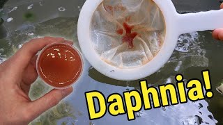 How I Culture Daphnia In Outdoor Tubs [upl. by Anirtak]