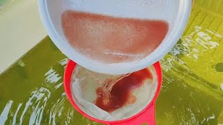 How to culture daphnia  Daphnia culture  How to grow daphnia outdoor [upl. by Pickford]