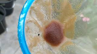 How to culture daphnia moina in a small container Part 1 English Subtitle [upl. by Rodmun341]