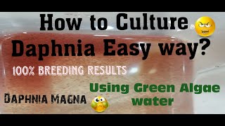 Daphnia MagnaHow to Culture Daphnia Easy wayCulturing Daphnia using Green water Daphnia [upl. by Selmner94]