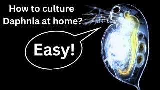 BEST Live Fish Food Beginner guide How to Culture Daphnia at home [upl. by Isabea631]