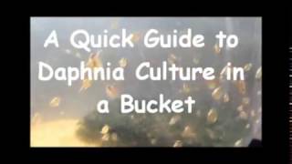 How to culture daphnia outside [upl. by Nodanrb]