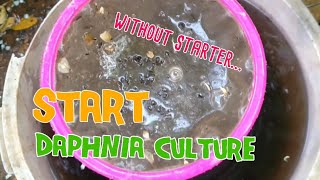 How to culture daphnia moina the easy way 1  Starting the Daphnia culture [upl. by Nnylrats]