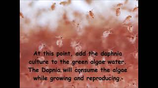 Daphnia  How to grow daphnia in your home [upl. by Ayyn]