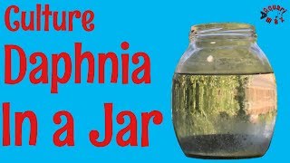 How to Culture Daphnia in a Jar [upl. by Ott]