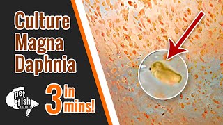 How to culture DAPHNIA MAGNA  The easy way [upl. by Arriec689]