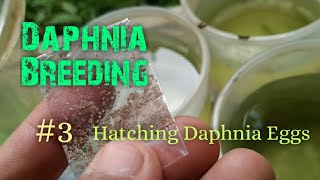 Daphnia Culture made simple and easy 3  Hatching Daphnia eggs [upl. by Eltsryk]