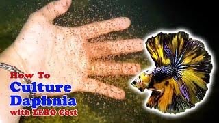 How to Culture Daphnia with ZERO Cost  Unlimited Live Food For Our Fish [upl. by Bora]