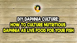 DIY Daphnia Culture How to Culture Nutritious Daphnia as Live Food for Your Fish [upl. by Dudley]