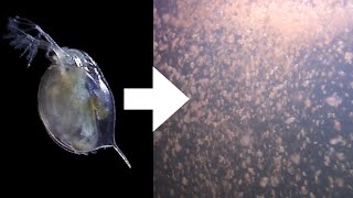 How I Culture Daphnia [upl. by Anemolif885]