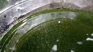 DAPHNIA MOINA CULTURE IN A SMALL BUCKET [upl. by Vaughn]