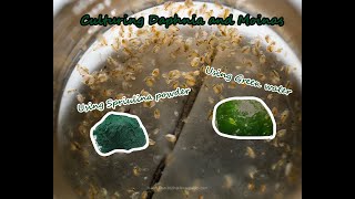 How To Culture Daphnia and Moinas using Green Water Spirulina powder [upl. by Parthinia]