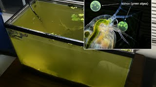 Raising Daphnia for the Freshwater Aquarium [upl. by Adna]