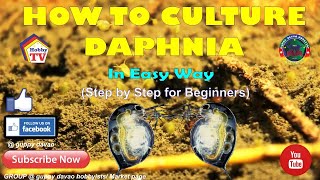 HOW TO CULTURE DAPHNIA In Easy Way [upl. by Spiros]